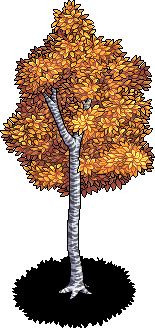 Autumn Aspen