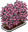 Rosy Blackberry Bush (Level 36)