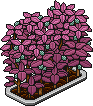 Petalburst Blackberry Bush (Level 36)