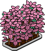 Rosy Blueberry Bush (Level 55)