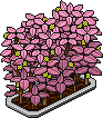 Rosy Raspberry Bush (Level 82)