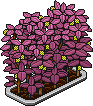 Petalburst Raspberry Bush (Level 82)