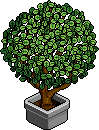 Green Office Plant