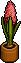Pink Hyacinth