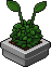 Aisha Pot