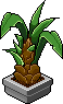 Pineapple Plant