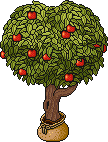 Sacked Apple Tree