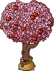 Sacked Blossom Apple Tree