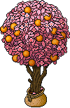 Sacked Blossom Orange Tree