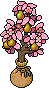 Sacked Blossom Pear Tree in a Pot