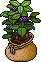 Sacked Blackberry Bush