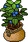 Sacked Blueberry Bush