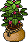 Sacked Raspberry Bush