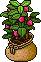 Sacked Strawberry Bush