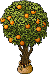 Sacked Orange Tree