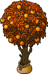 Sacked Orange Tree