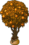Sacked Orange Tree
