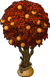 Sacked Orange Tree