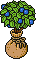 Sacked Blueberry Patch