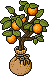 Sacked Citrus Potling