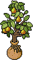 Sacked Pear Potling